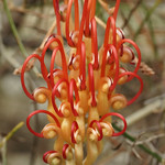 Grevillea sp.