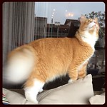 Kitty explorer on the Saturday morning prowl