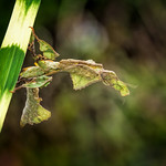 I Can See Clearly Now