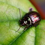 Day 14 - Rosemary Beetle