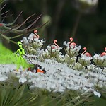 The MOWING of Queen Anne's Lace