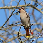 Bohemian Waxwing - Pitt Meadows