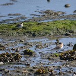 Baird's Sandpiper