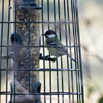 Great Tit Titchfield Haven