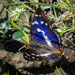 S&auml;lgskimmerfj&auml;ril