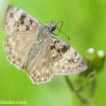 Horace's Duskywing