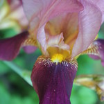 05.22.14 - 142/365 - forgotten iris