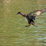 Landing gear down and flaps back