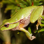 Green Stream Frog (Litoria phyllochroa)