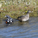 Harlequin Duck (Histrionicus histrionicus)