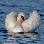Swan