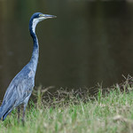 Garza Cabecinegra;Black-headed Heron.