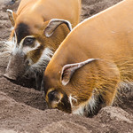 Valencia 2014 (2) 230