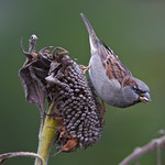 House Sparrow on Sunflower