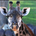 Giraffe -