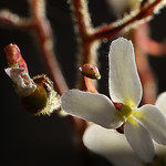 Trigger Plant white a