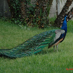 PAVO REAL