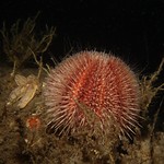 Sea Urchin