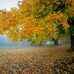 early morning in the park