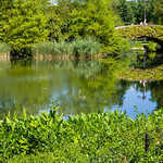 Central Park Pond