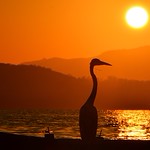 RARE BEAUTY - (Beleza Rara)