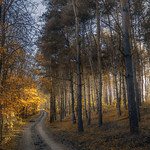 Golden Forest