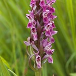Dactylorhiza incarnata (Early marsh orchid) on dunes, South Wales