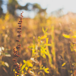 the rust in the gold