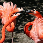 Flaring Flamingo Tempers