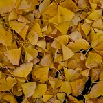 Golden leaves
