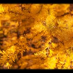 Larches