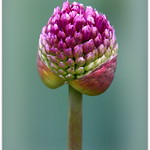 Allium Blooming