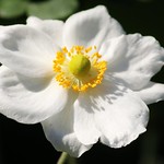 White Japanese anemone