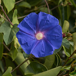 Morning Glory [_DSC0052]