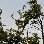 Ring Necked Parakeet (1)
