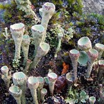 Cladonia fimbriata