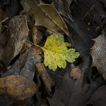 Decay & Decomposition