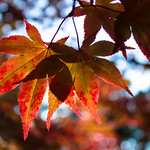 Acer leaves by sunlight