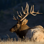 Elk at Sunrise