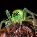 What Big Eyes You Have...