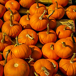 Mini pumpkins