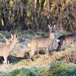 Reebok met harem-Buck with his Harem (Capreolus capreolus)