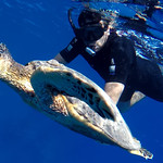 474.Sea turtle and diver friend...