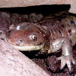 Salamander update