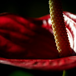 Cala Roja o Anturio - Caravaca de la Cruz