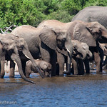 Thirsty elephants