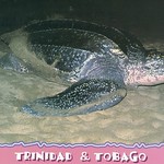 Leatherback Turtle