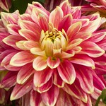 Dahlia