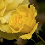 yellow rose of Autumn