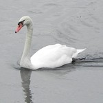 swan